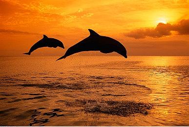 战术FPS《严阵以待》开发商和发行商停止合作